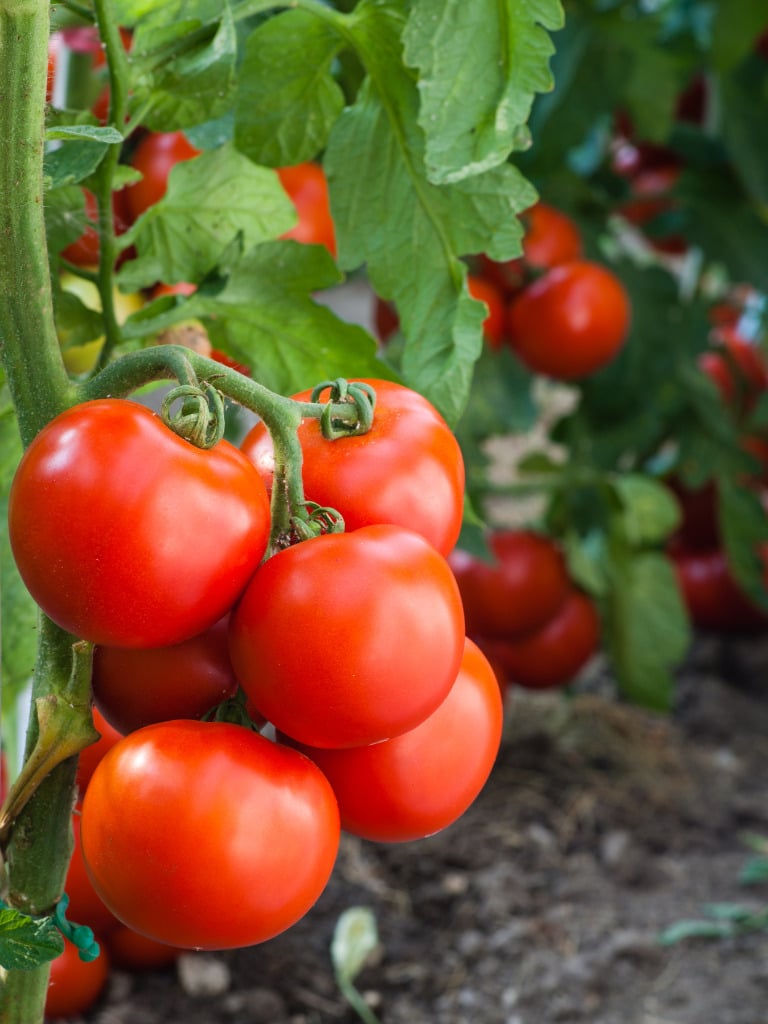 Tomaten enthalten 20 Kalorien je 100 Gramm